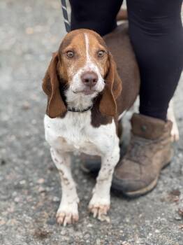 Beagle and Basset Hound Dogs Available for Adoption - Blaze | PetCurious