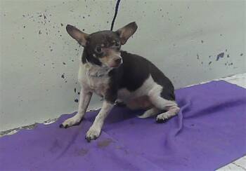 WILBUR -  Chihuahua and Mixed Breed Dog for Adoption in Houston, Texas - WILBUR | PetCurious
