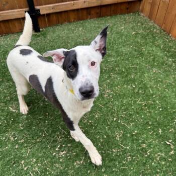 Pointer and Shepherd Dogs Available for Adoption in Naperville, Illinois - Patch | PetCurious