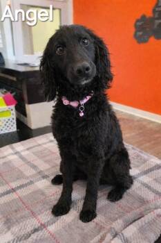 Poodle Dogs Available for Adoption in Sidney, Ohio - Angel Yrly 141 | PetCurious
