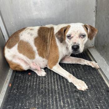 Maleficent -  Boxer and Mixed Breed Dog for Adoption in Edinburg, Texas - Maleficent | PetCurious