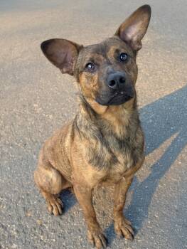 Home Run -  Dutch Shepherd and Terrier Dog for Adoption in Anderson, Indiana - Home Run | PetCurious
