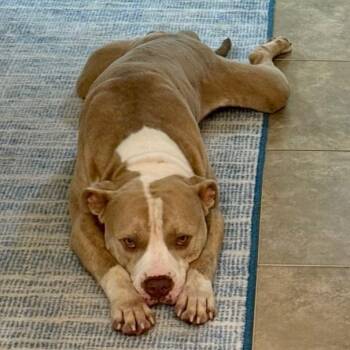 Rescue Terrier Dogs for Adoption in Hackett, Arkansas - Zuzu | PetCurious