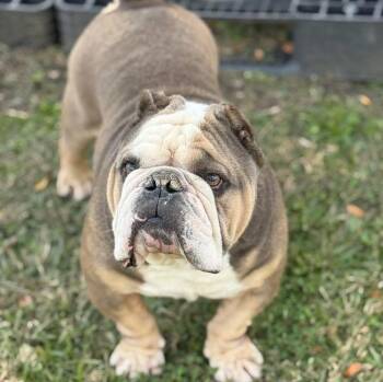 English Bulldog Dogs Available for Adoption - Big Bo | PetCurious