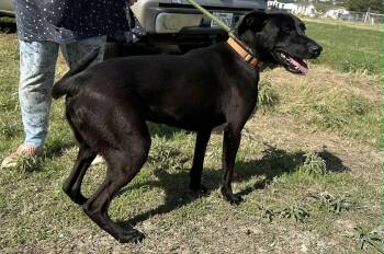 Chip -  Labrador Retriever Dog for Adoption in Joshua, Texas - Chip | PetCurious