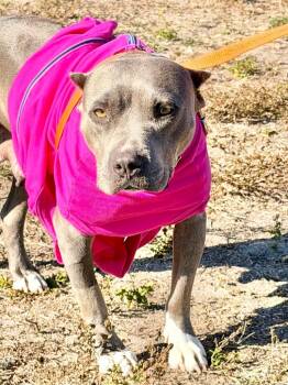 Pit Bull Terrier and Mixed Breed Dogs Available for Adoption - Xena | PetCurious