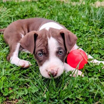 Mixed Breed Dogs Available for Adoption in Springboro, Ohio - Coconut | PetCurious