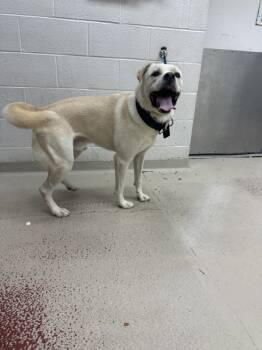 Rescue Siberian Husky and Shepherd Dogs for Adoption in Marietta, Georgia - Tony (21) | PetCurious