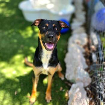 Niko -  Mixed Breed Dog for Adoption in Port Charlotte, Florida - Niko | PetCurious