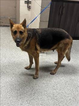 A430030 -  German Shepherd Dog and Mixed Breed Dog for Adoption in Conroe, Texas - A430030 | PetCurious