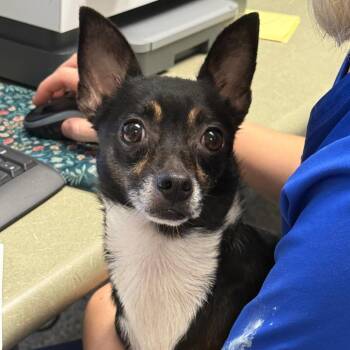 Meme -  Mixed Breed Dog for Adoption in Greenville, South Carolina - Meme | PetCurious