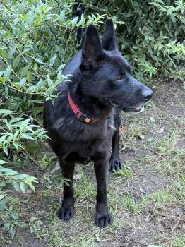 Rescue Australian Kelpie Dogs for Adoption in Westbury, New York - Ares | PetCurious