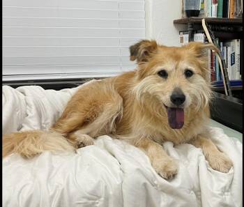 Rescue Shar Pei Dogs for Adoption in Port Orange, Florida - Millie (loves Belly Rubs) | PetCurious