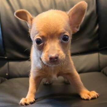 Minnie Pearl -  Chihuahua Dog for Adoption in Jefferson City, Tennessee - Minnie Pearl | PetCurious
