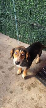 61662459 -  Beagle and Mixed Breed Dog for Adoption in El Paso, Texas - 61662459 | PetCurious