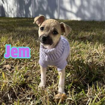 Chihuahua Dogs Available for Adoption - Jem *Chi-Mix Sweetheart* | PetCurious
