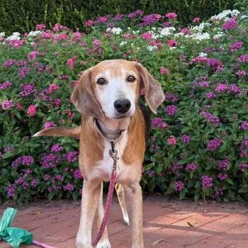 Jolene -  Mixed Breed Dog for Adoption in Watertown, Wisconsin - Jolene | PetCurious