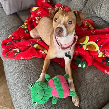 Chihuahua Dogs Available for Adoption - Panola | PetCurious