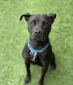 FARI -  Mixed Breed Dog for Adoption in Dallas, Texas - FARI | PetCurious