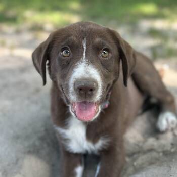 Raleigh -  Labrador Retriever Dog for Adoption in Richmond, Virginia - Raleigh | PetCurious