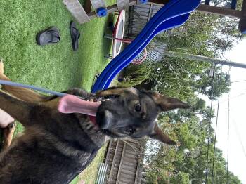 German Shepherd Dog Dogs Available for Adoption in Parrish, Florida - Zeeva | PetCurious