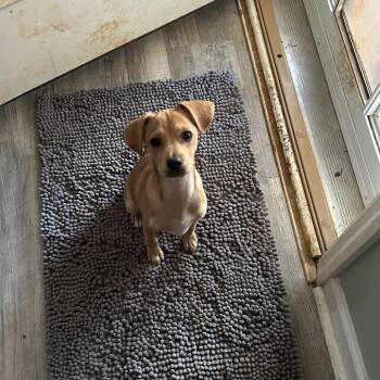 Smarty Pants -  Terrier and Dachshund Dog for Adoption in Brownsboro, Alabama - Smarty Pants | PetCurious
