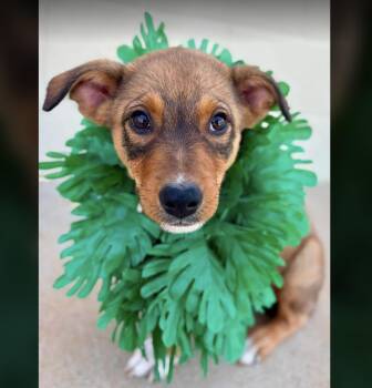 Maui -  Shepherd Dog for Adoption in Uxbridge, Massachusetts - Maui | PetCurious