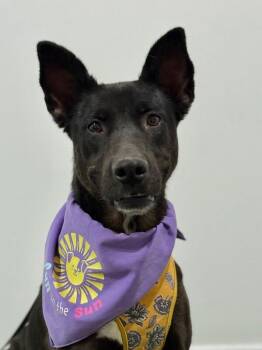 Flat Coated Retriever and Australian Kelpie Dogs Available for Adoption - Sabrina | PetCurious