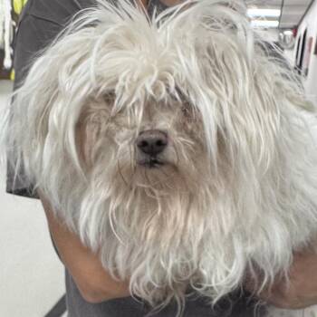 Gypsy -  Lhasa Apso Dog for Adoption in Calverton, New York - Gypsy | PetCurious