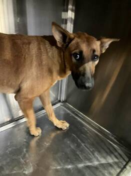 DRACULAURA -  Mixed Breed Dog for Adoption in Dallas, Texas - DRACULAURA | PetCurious