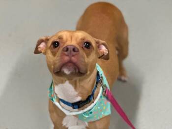 Fashion Week -  Mixed Breed Dog for Adoption - Fashion Week | PetCurious