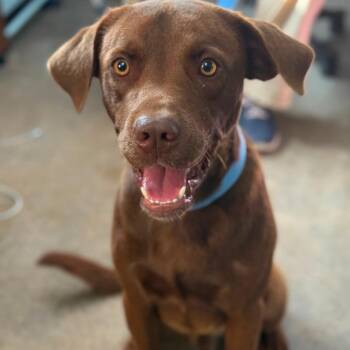 Mud -  Chocolate Labrador Retriever Dog for Adoption in Calverton, New York - Mud | PetCurious