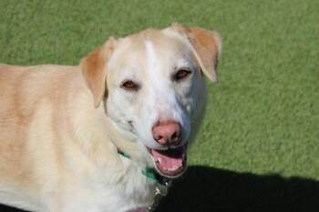 Labrador Retriever and Mixed Breed Dogs Available for Adoption in Kansas City, Missouri - Talia | PetCurious