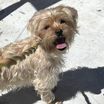ETHEL (out of town) -  Shih Tzu Dog for Adoption in New York, New York - ETHEL (out Of Town) | PetCurious
