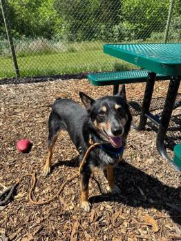 Australian Cattle Dog Blue Heeler and Mixed Breed Dogs Available for Adoption in Leesburg, Virginia - OTIS | PetCurious