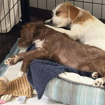 Terrier Dogs Available for Adoption in Chino Hills, California - Willow -*Available 4/18* Costa Mesa Location | PetCurious