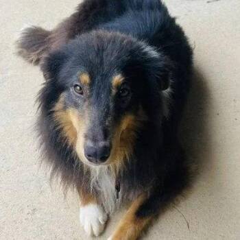 Bert -  Collie and Shetland Sheepdog Sheltie Dog for Adoption in Dublin, Ohio - Bert | PetCurious