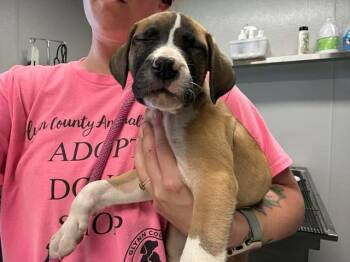 Labrador Retriever and Mixed Breed Dogs Available for Adoption - CEDAR | PetCurious