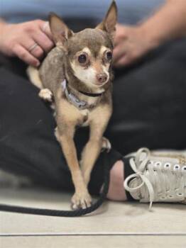 Chihuahua and Mixed Breed Dogs Available for Adoption in Largo, Florida - Lexie | PetCurious