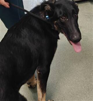 A176219 -  Mixed Breed Dog for Adoption in Santa Fe, New Mexico - A176219 | PetCurious