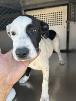 Rescue Pit Bull Terrier and Mixed Breed Dogs for Adoption in Fort Worth, Texas - Monty | PetCurious