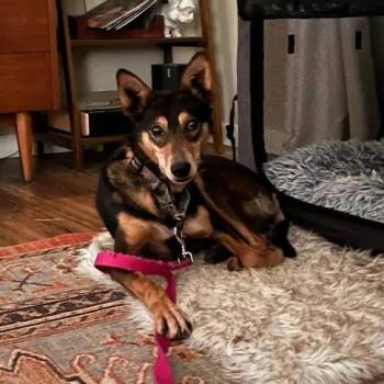 Husky Dogs Available for Adoption - Moira | PetCurious