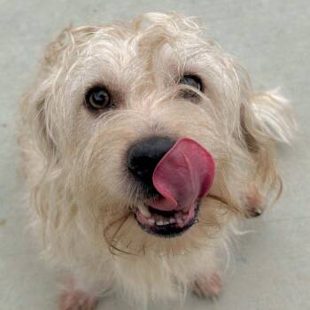 Long John Silver -  Lhasa Apso and Mixed Breed Dog for Adoption in Matteson, Illinois - Long John Silver | PetCurious