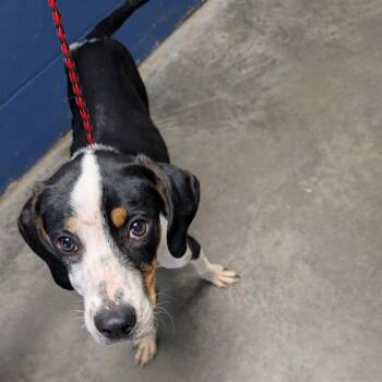 Wakko-purple collar -  Hound and Beagle Dog for Adoption in Independence, Kansas - Wakko-purple Collar | PetCurious