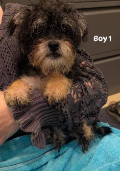 boy 1 from Cookies litter -  Shih Tzu and Yorkshire Terrier Dog for Adoption in Brockport, New York - Boy 1 From Cookies Litter | PetCurious