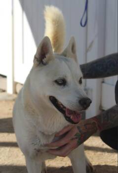 Rescue Husky Dogs for Adoption in Yucca Valley, California - Vladimir | PetCurious