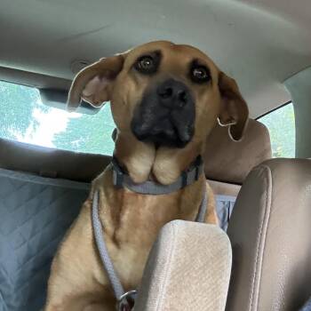 Sophie -  Mountain Cur and Mixed Breed Dog for Adoption in Falls Church, Virginia - Sophie | PetCurious