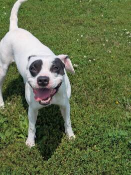 Rescue Mixed Breed Dogs for Adoption in Mount Sterling, Illinois - Gimli | PetCurious