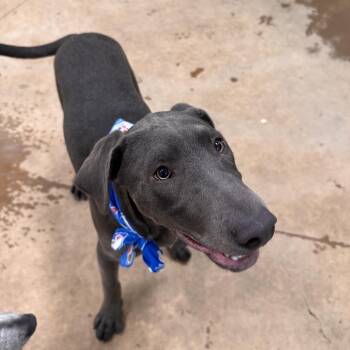 Lightning -  Mixed Breed Dog for Adoption in Spokane, Washington - Lightning | PetCurious