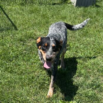 Muenster -  Australian Cattle Dog Blue Heeler Dog for Adoption in Waynesboro, Pennsylvania - Muenster | PetCurious